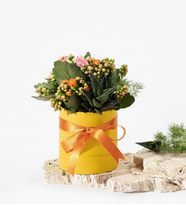 Sarı Polimer Saksıda Pembe ve Turuncu Kalanchoe