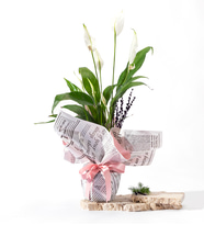 Pembe Gazete Buketli Polimer Saksıda Spatifilyum