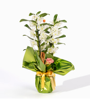 Yeşil Buket Kağıtlı Saksıda Dendrobium