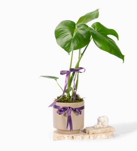 Gri Polimer Saksıda Monstera