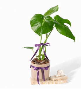 Gri Polimer Saksıda Monstera