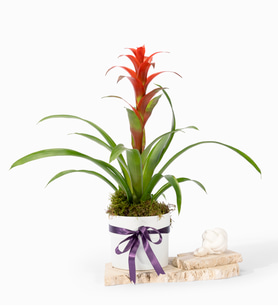 Beyaz Polimer Saksıda Guzmania