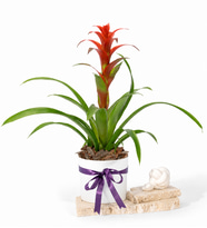 Beyaz Polimer Saksıda Guzmania