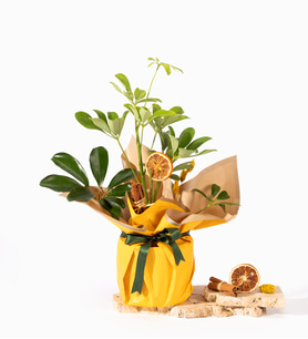 Sarı Krem Buket Kağıdında Schefflera
