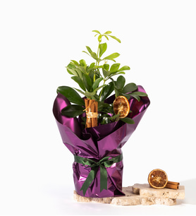 Mor Buket Kağıdında Schefflera