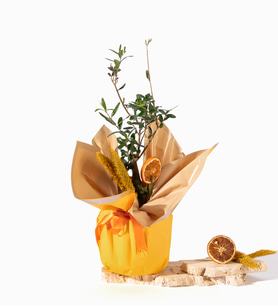 Sarı Krem Buket Kağıdında Zeytin Ağacı