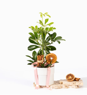 Beyaz Polimer Saksıda Pembe Kurdeleli Schefflera