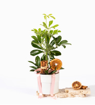 Beyaz Polimer Saksıda Pembe Kurdeleli Schefflera
