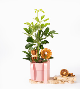 Pembe Polimer Saksıda Kurdeleli Schefflera