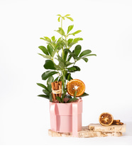 Pembe Polimer Saksıda Kurdeleli Schefflera