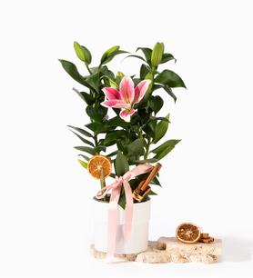 Beyaz Polimer Saksıda Kurdeleli Pembe Lilyum