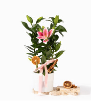 Beyaz Polimer Saksıda Kurdeleli Pembe Lilyum