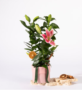 Polimer Saksıda Kurdeleli Pembe Lilyum
