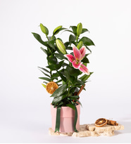 Polimer Saksıda Kurdeleli Pembe Lilyum
