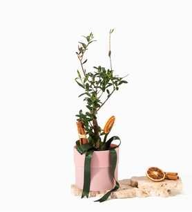 Pembe Polimer Saksıda Kurdeleli Zeytin Ağacı