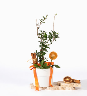 Beyaz Polimer Saksıda Kurdeleli Zeytin Ağacı