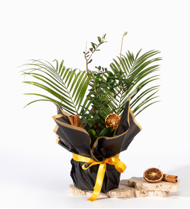 Siyah Buket Kağıtlı Saksıda Zeytin Ağacı