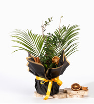 Siyah Buket Kağıtlı Saksıda Zeytin Ağacı