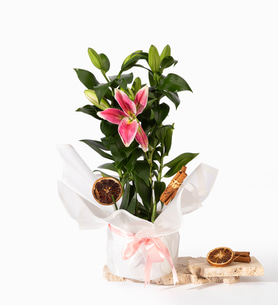Beyaz Buket Kağıtlı Saksıda Pembe Lilyum