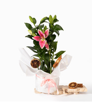 Beyaz Buket Kağıtlı Saksıda Pembe Lilyum