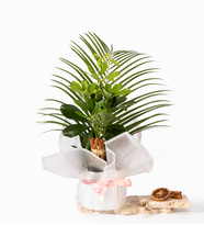 Beyaz Buket Kağıtlı Saksıda Schefflera