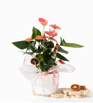 Beyaz Buket Kağıtlı Saksıda Pembe Antoryum