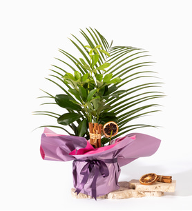 Pembe Mor Buket Kağıtlı Saksıda Schefflera