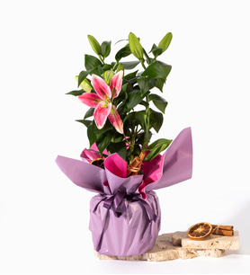 Pembe Mor Buket Kağıtlı Saksıda Lilyum