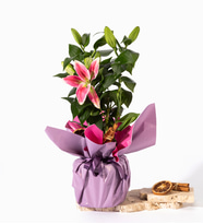 Pembe Mor Buket Kağıtlı Saksıda Lilyum