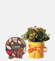 Sarı Saksıda Turuncu Kalanchoe ve Gurme Lezzetler