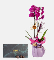 Lila Buketli Saksıda Mor Orkide ve Gurme Lezzet