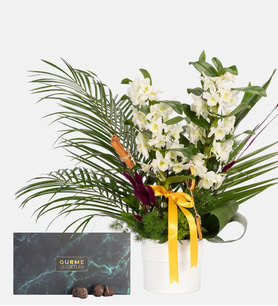 Beyaz Saksıda Dendrobium ve Gurme Lezzet