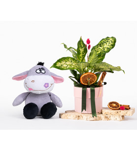 Pembe Saksıda Difenbahya ve Peluş Eşek