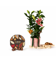 Polimer Saksıda Pembe Lilyum ve Gurme Lezzetler