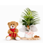 Buketli Saksıda Schefflera ve Mutlu Ayıcık