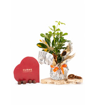 Buket Kağıtlı Saksıda Schefflera ve Gurme Lezzetler