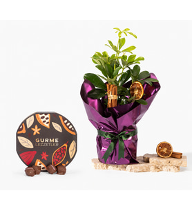 Buket Kağıdında Schefflera ve Gurme Lezzetler
