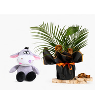 Siyah Buketli Saksıda Starliçe ve Peluş Eşek