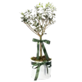 Bonsai